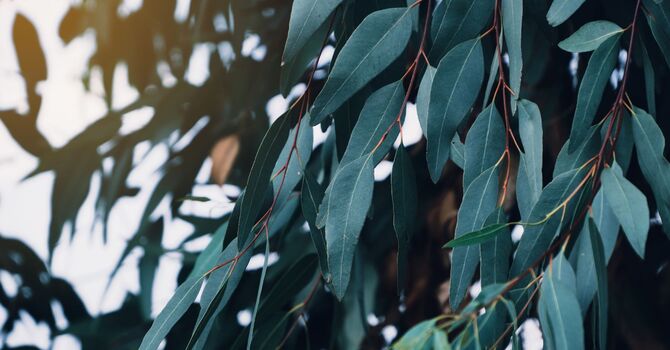 Ice Or Heat, Which Is Better When You're Hurt?